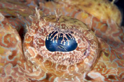 Crocodile Fish Eye, taken at Tufi Dive Resort PNG by Terry Moore 